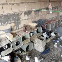 کفتر|پرنده|ابریشم, |دیوار