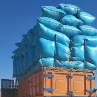 کاه دیم نرم