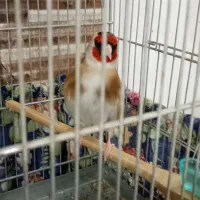 سهره چهار گل نر و یک جفت سهره