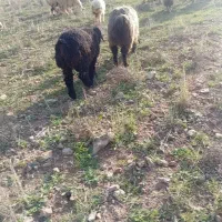 بره سبک شیر مست کوه چر سالم