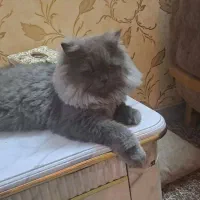گربه پرشین نر