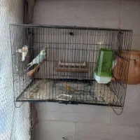 مرغ عشق رنگین کمان