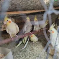 عروس هلندی همه مدل