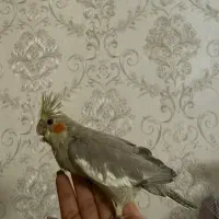 جوجه عروس