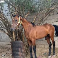 اسب نریون