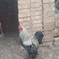 خروس برهما اصل