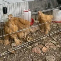 تخم برهما گلد اصیل
