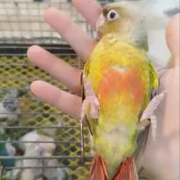 جوجه گرینچیک تازه دون خور