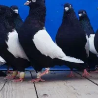 کبوتر پرنده سینه سیاه زرد سبز قهوه ای الماسی عربی