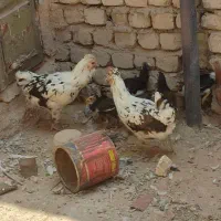 دو عدد مرغ و 10تا جوجه گلین