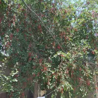 آلبالو طبیعی