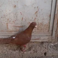 سرخ کرمونی