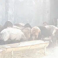 ۲۵ عدد میش جوان همه حامله