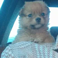 توله سگ پامر و اشپتیز