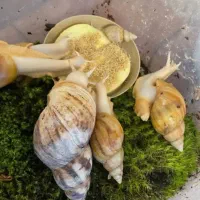 انواع حلزون ،خاک مرغوب،مکمل‌ و استارتر رشد حلزون