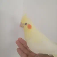 3عدد جوجه عروس هلندی
