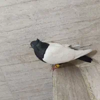 کبوتر سینه سیاه جوان سرحال کت برفی نر