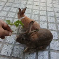 خرگوش|موش و خرگوش|نهاوند, |دیوار