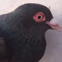 کفتر زاغ