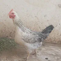 مرغ تخمگذار