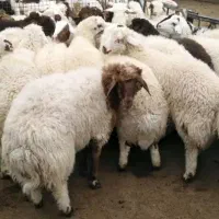 گوسفند زنده همراه با ۸۰ درصد تخفیف ویژه