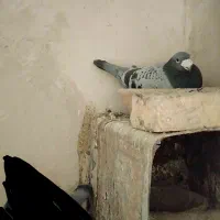 کبوتر پلاکی مسافتی آلمان