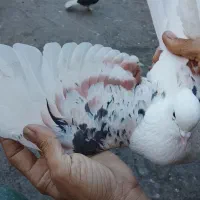 کفتر پشت سرور پرشی