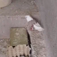 کفتر پشت سرخ نر