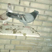 کبوتر