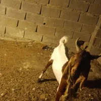 کهره