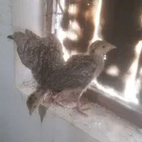 جوجه بوقلمون برنز