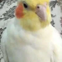 عروس هلندی گمشده