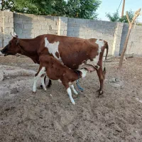 گاوسمینتال روزانه ۲۰کیلوشیر با یع گاو بدون گوساله