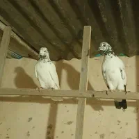 کبوتر پرشی