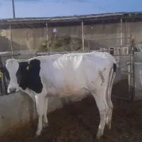 هلشتاین