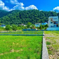 بهترین ویواز جنگل باسندتک‌برگ/قیمت مناسب