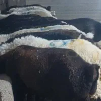 ۴۵ راس بره نر پروار شده