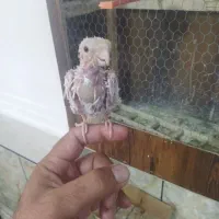 پرنده|پرنده|زابل, |دیوار