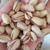 پسته اکبری مرغوب