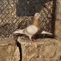 کرم نرو ماده