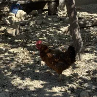 مرغ تخم گذار