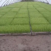 باکس آماده نشا طارم درجه یک