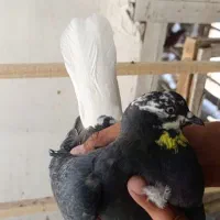 کبوتر پرشی