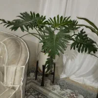 برگ انجیری