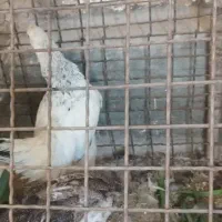 مرغ بوقلمون