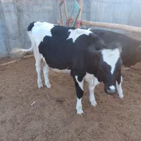 فروش گوساله ماده