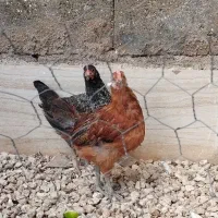 بچه خروس