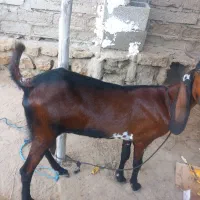 حیوانات لوازم