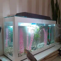 آکواریوم ماهی