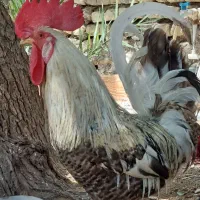 خروس اصیل شرط عربی